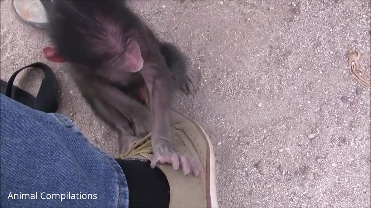 Adorable Baby Baboon