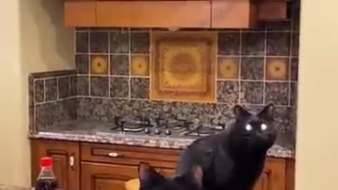 Funny moments of cats..