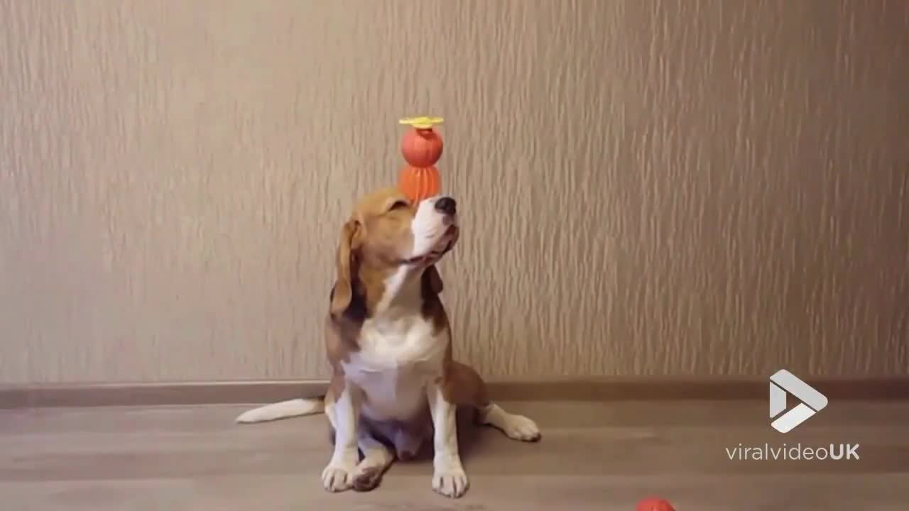 Beagle balancing like a boss || Viral Video UK