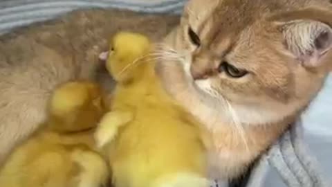 CUTE CAT AND DUCK