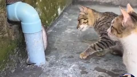 cat vs snake fight