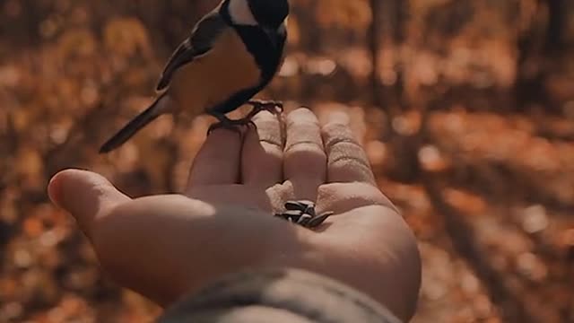 Beautiful birds.