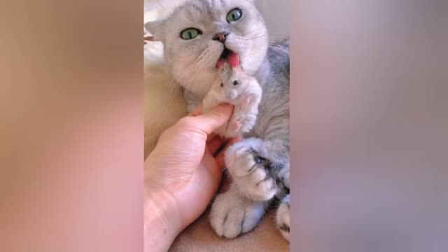 cute and funny cat