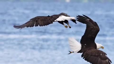 Eagles dancing