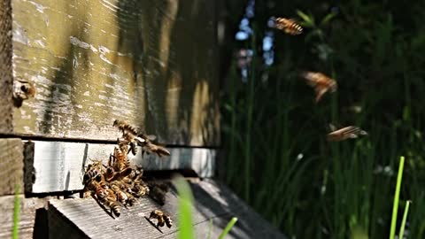 Many bees gathering on it's nest