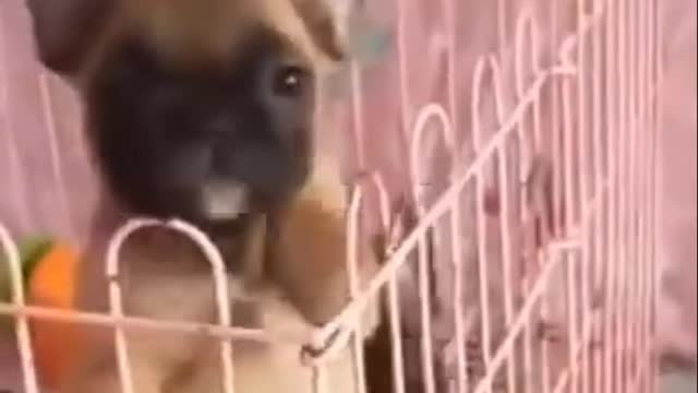 Cutest Try not to Laugh Kittens - Pups - 62