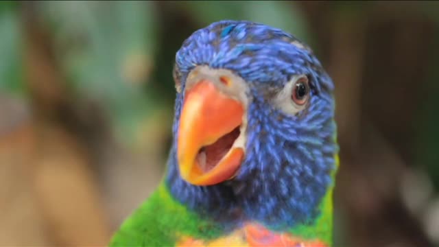 Beautiful parrot sing a nice song