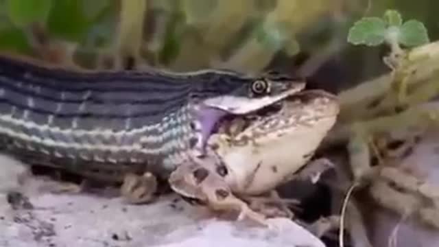 A snake trying to eat a live frog!!