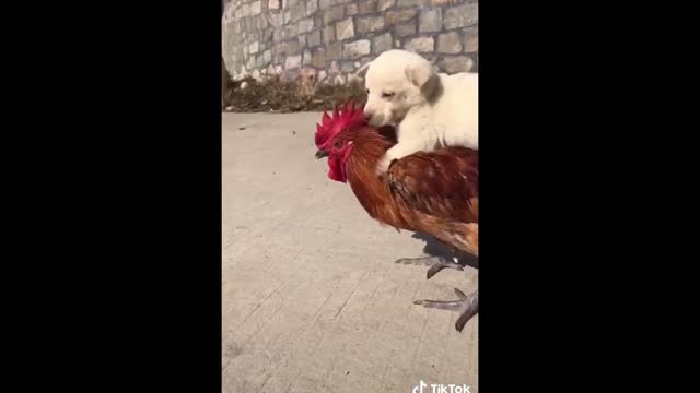 A Fight Between a Dick And a Dog. Very Funny