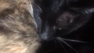 Comfortable kitties