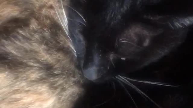 Comfortable kitties