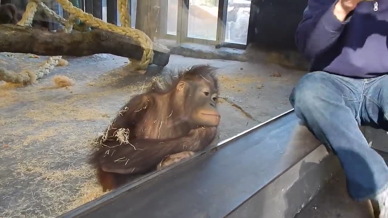 Monkey Sees A Magic Trick