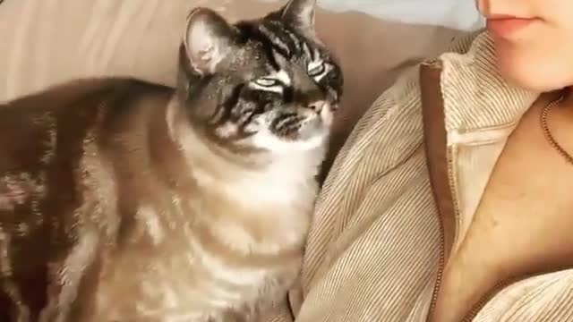 Funny and Cute Cats Videos #76 │ Gadis Sekarwangi