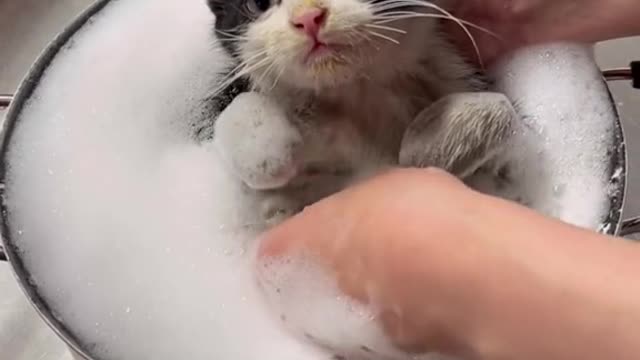 Orphan Kitten Bath