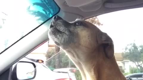 Brown dog howls in passenger seat of car