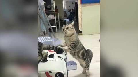 These Cats Can Speak English Better Than Hooman