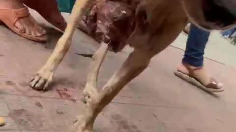 Dog with 1 leg cut off #doglover #rescuestraydogs #cat #animals #instastrays