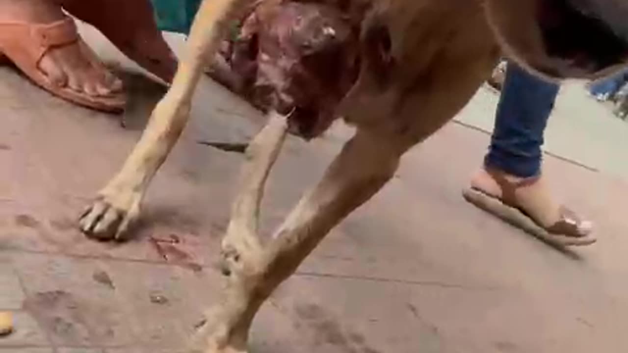 Dog with 1 leg cut off #doglover #rescuestraydogs #cat #animals #instastrays