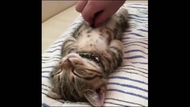 This kitten's sleeping position is too cute