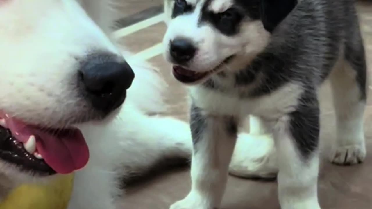 Husky Smacks puppy with shoe