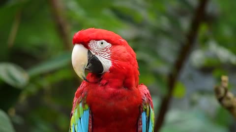 Beautiful parrot