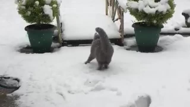 Cat seeing snow for the first time