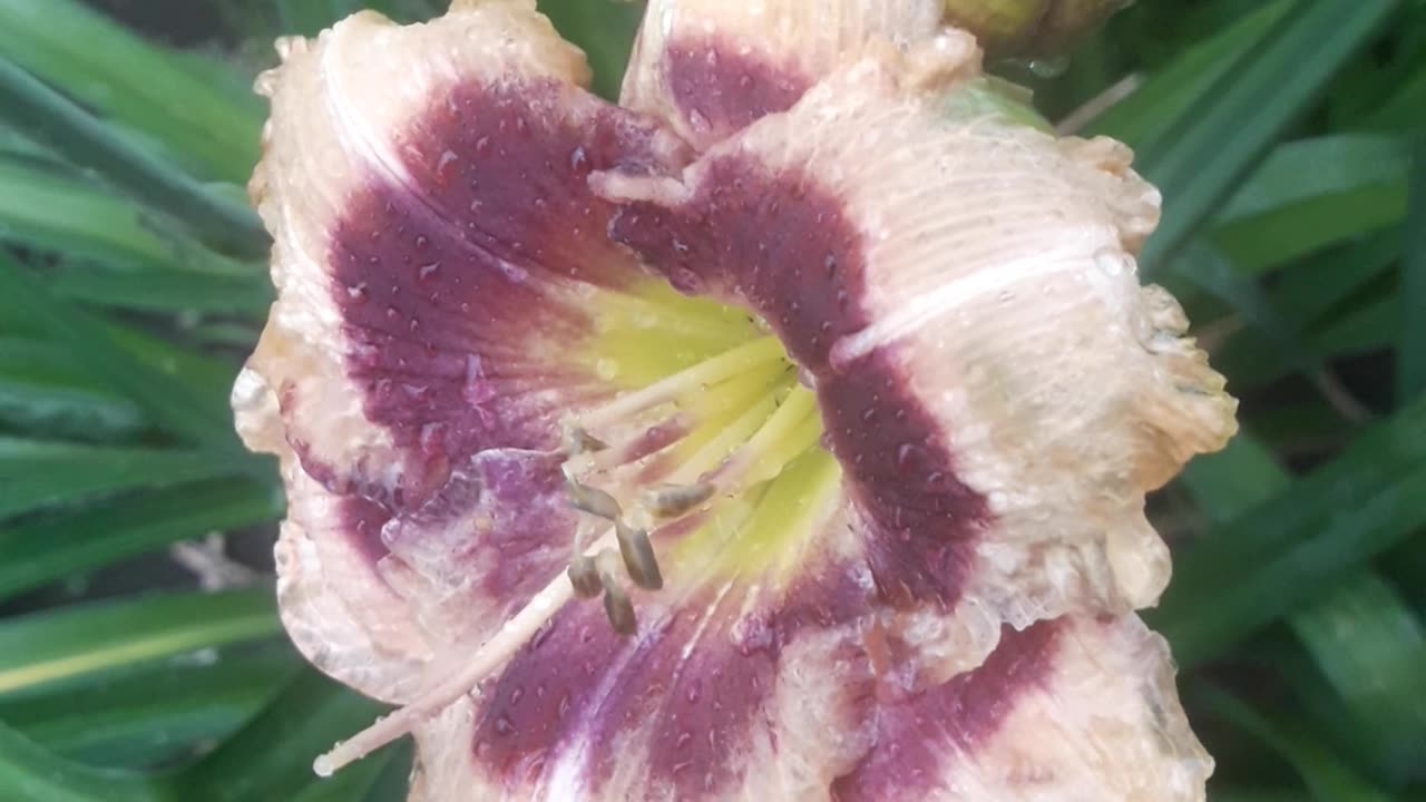 Daylilies bloomed