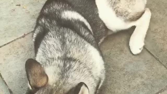 Dog growling each time owner says he needs a bath