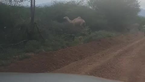 Camels Kenyan wildlife