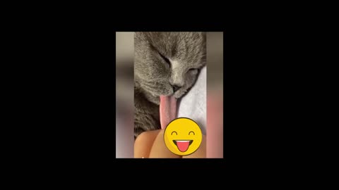 owner playing with the tongue of a sleepy cat hard to stop the laughter