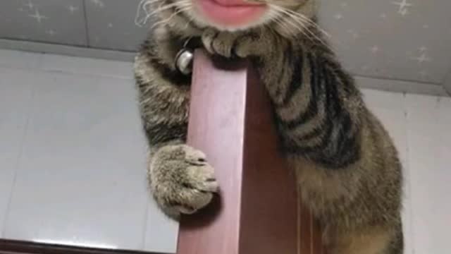 Funny cute cat lip syncing