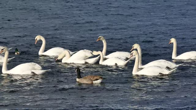 Duck among Swans