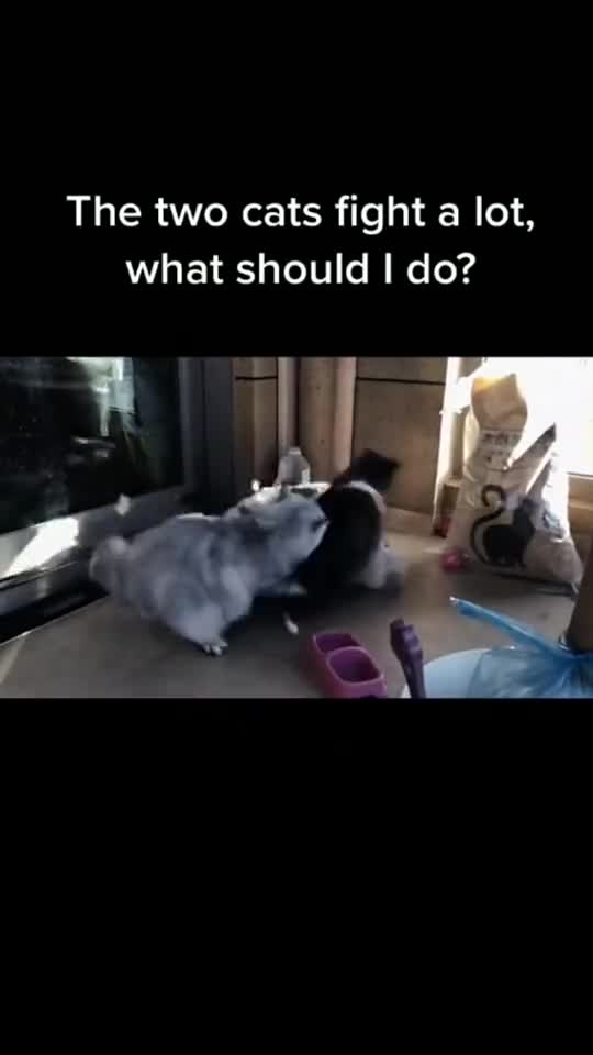 Cats fighting in room #shorts #cats