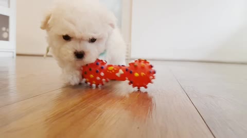 Dalmatian dad adorably plays with his son