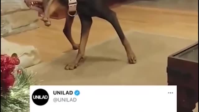 When the foreign brother brushed a funny bitdog video, the dog around him realiz