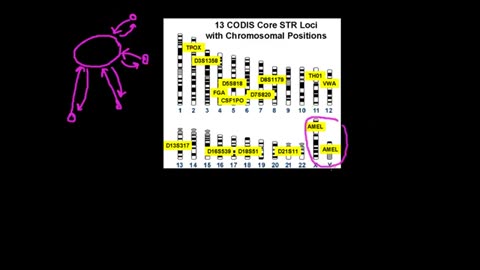 Variable number tandem repeats