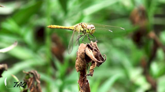 4K Video ( Mosquito )