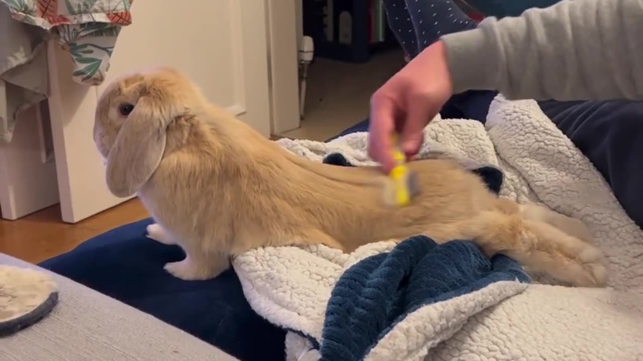 Bunny getting hair done 🐇