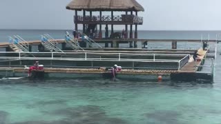 Swimming with dolphins in Mexico