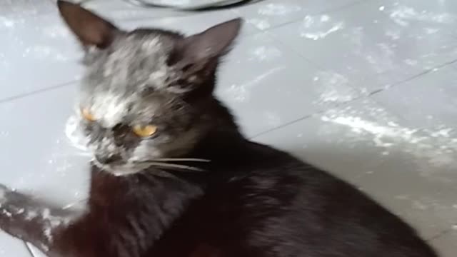 Cat Covered in Flour