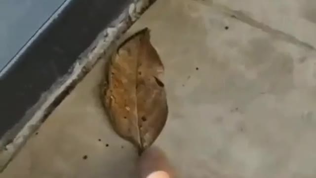 Leaf or butterfly ??