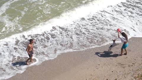 Dog playing ,summer beach sea ocean