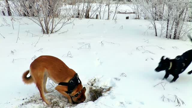 Dogs Digging best friend