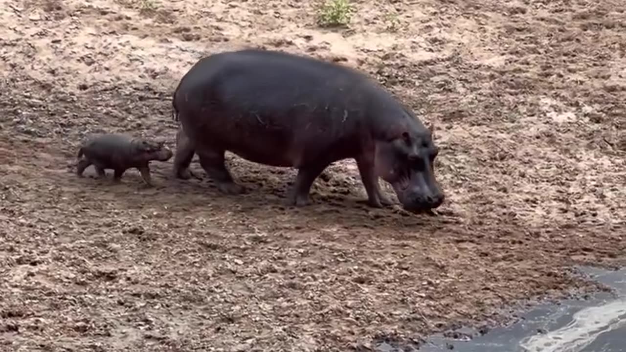 When you are not even a day old , so you follow mom's every move straight into your first swime