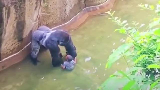 4 years old boy fell into the Gorilla cage and was crying for help