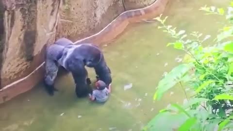 4 years old boy fell into the Gorilla cage and was crying for help