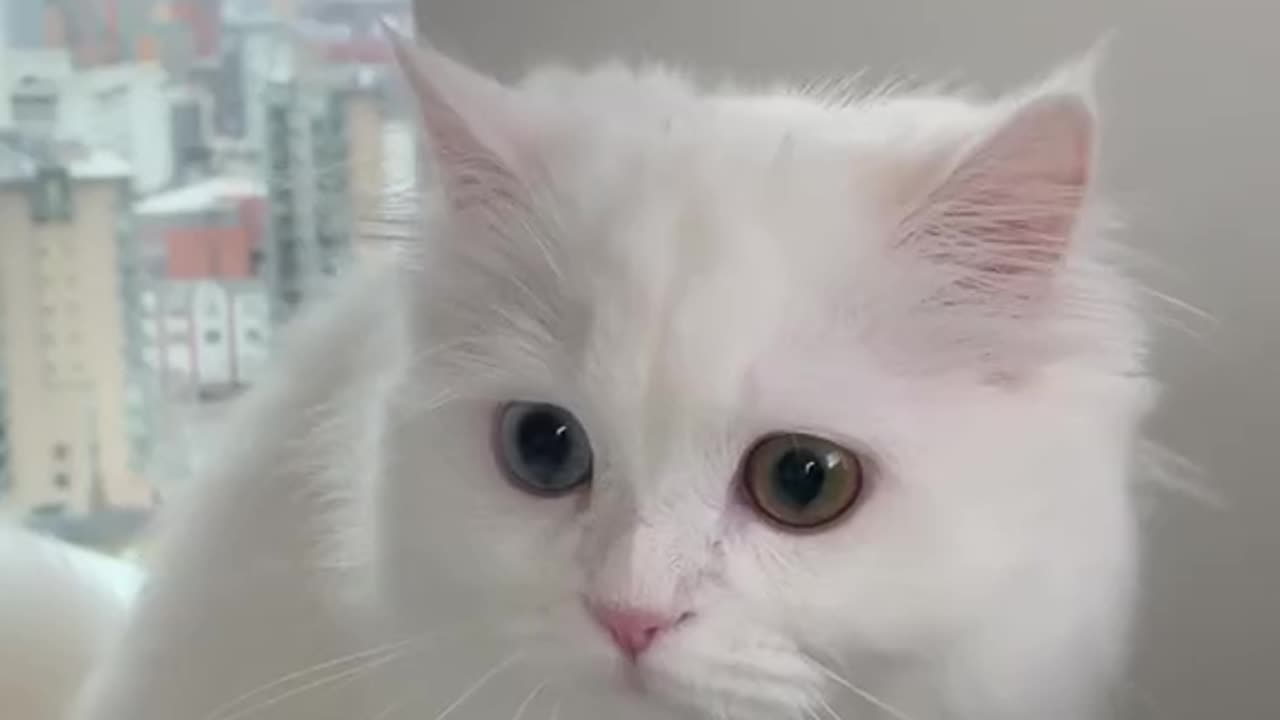 Video Funny Cats 58