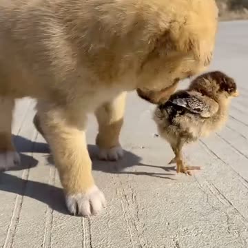 My little chicks try to run