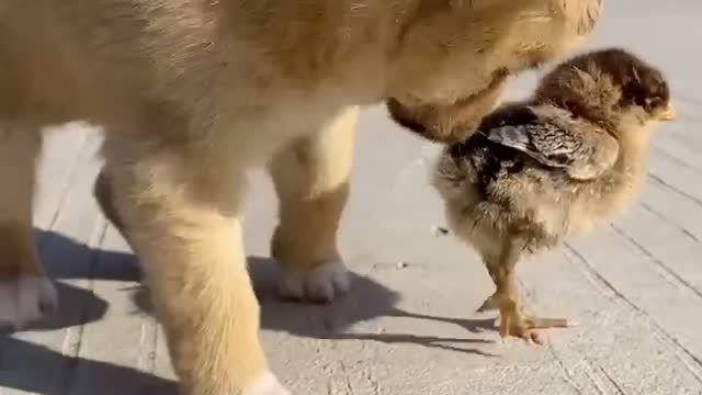 My little chicks try to run