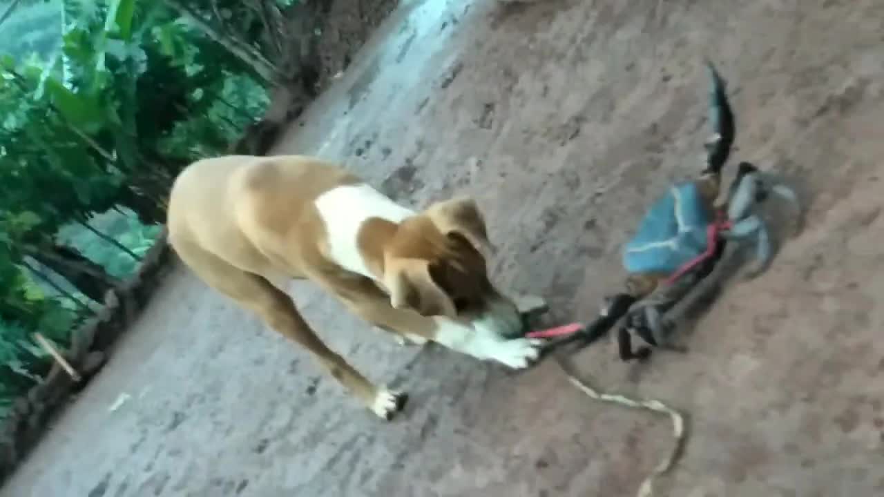 My DOG vs. CRAB